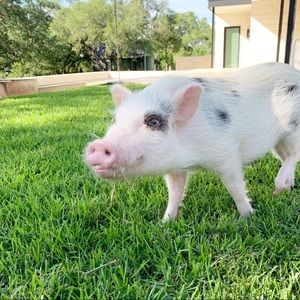 Meet your Posher, Hope